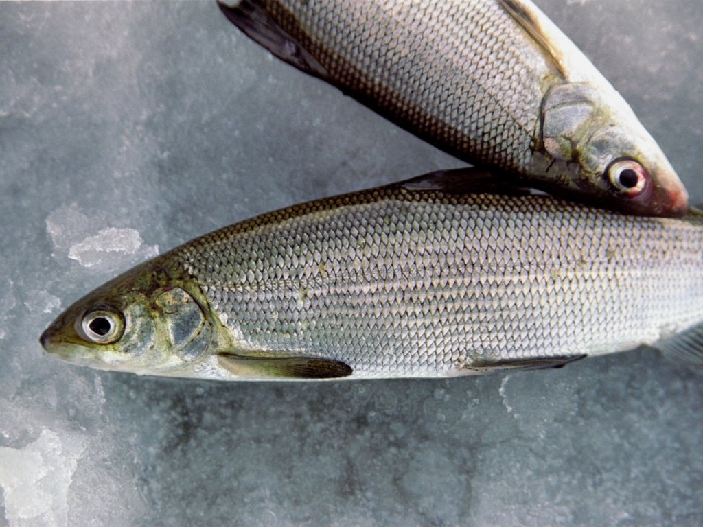 Jinsiy aloqada bolgan etuk ayollar fotosurati Spermatozoidlar bilan tola vagina video